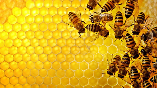 lebah madu kuning dan hitam, pola, tekstur, geometri, segi enam, alam, serangga, lebah, madu, kuning, sarang, Wallpaper HD HD wallpaper