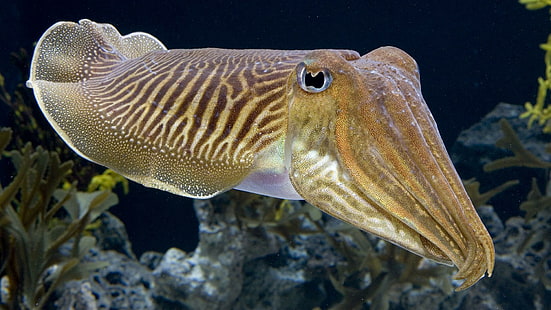 Cuttlefish Fish Underwater Ocean Iphone, fishes, cuttlefish, fish, iphone, ocean, underwater, HD wallpaper HD wallpaper