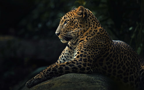 predador, leopardo, panthera pardus, HD papel de parede HD wallpaper