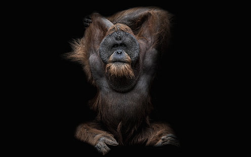орангутан, HD тапет HD wallpaper