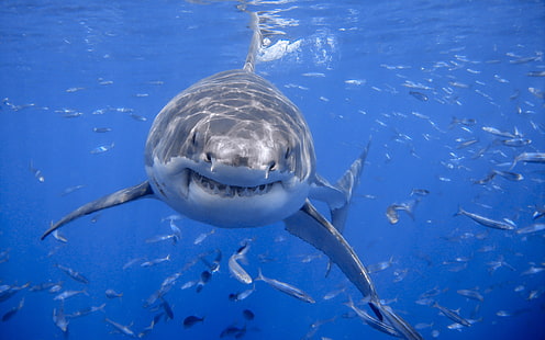 Tiere, Hai, Meer, HD-Hintergrundbild HD wallpaper