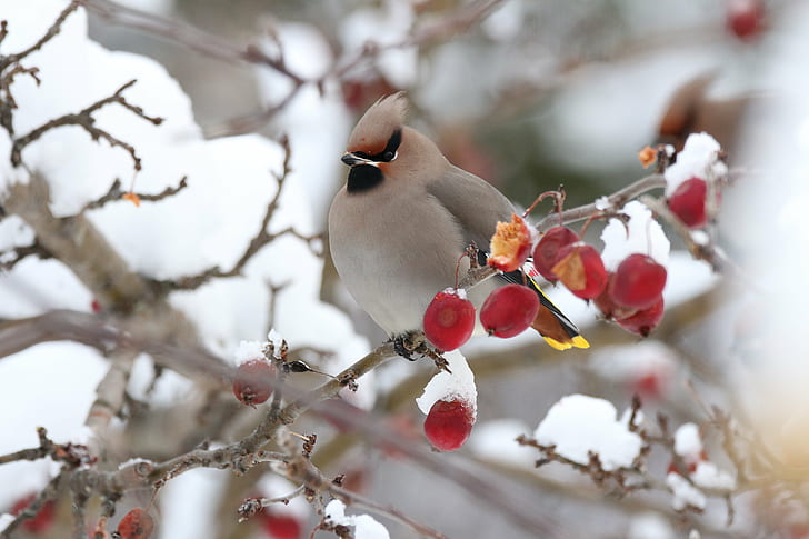 gray bird on cherry branch, bohemian-waxwing, foraging, cropped, IMG, gray, bird, cherry, branch, bohemian waxwing, Newfoundland, Canada, apples, winter, nature, tree, animal, snow, outdoors, twig, beauty In Nature, wildlife, season, HD wallpaper
