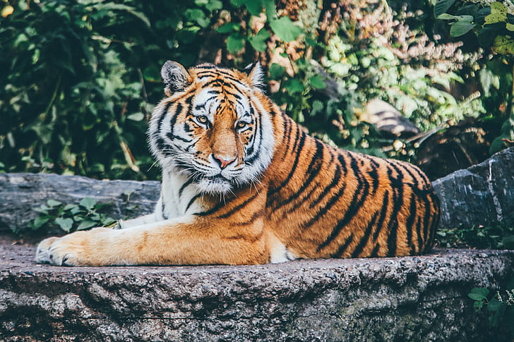 Tigre, Jardim Zoológico, 4K, HD papel de parede