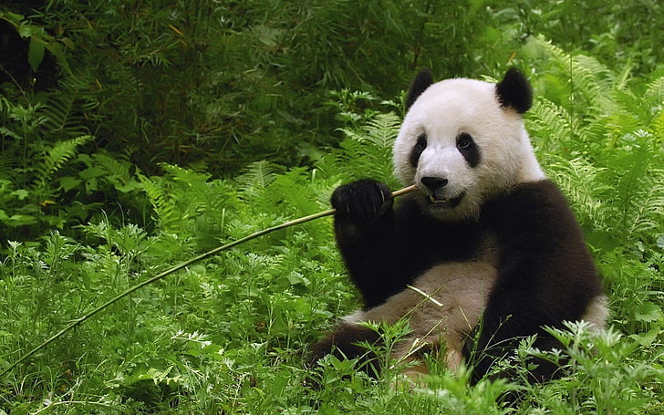bambus, niedźwiedzie, porcelana, obiad, dżungla, panda, Tapety HD