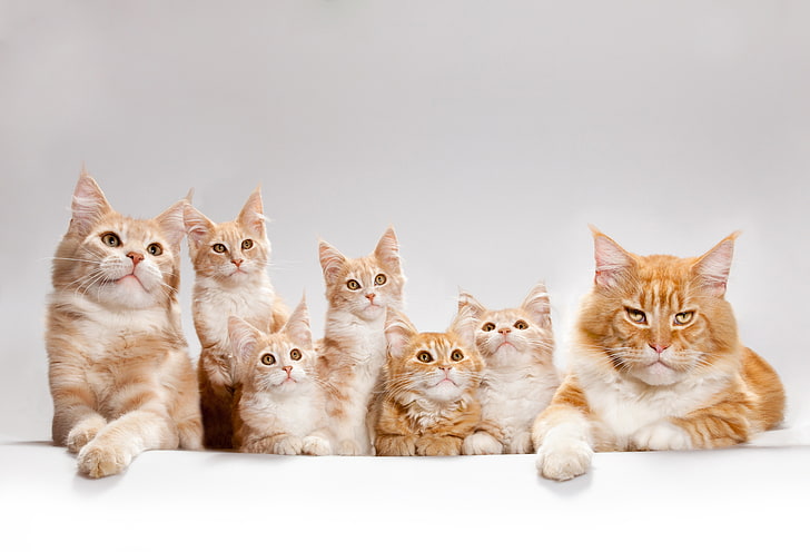 sju orange tabby katter, katt, katter, kattungar, Maine Coon, HD tapet