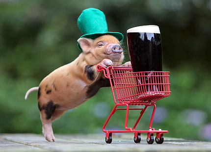 brown piglet, humor, beer, shopping cart, funny hats, baby animals, pigs, Guinness, top hats, HD wallpaper HD wallpaper