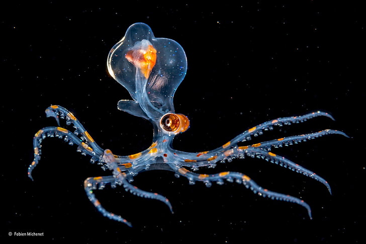 blue and orange octopus, nature, water, underwater, sea, animals, winner, photography, contests, octopus, transparency, black background, tentacles, HD wallpaper