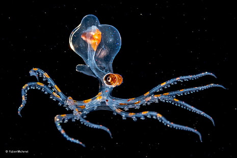 gurita biru dan oranye, alam, air, bawah air, laut, hewan, pemenang, fotografi, kontes, gurita, transparansi, latar belakang hitam, tentakel, Wallpaper HD HD wallpaper