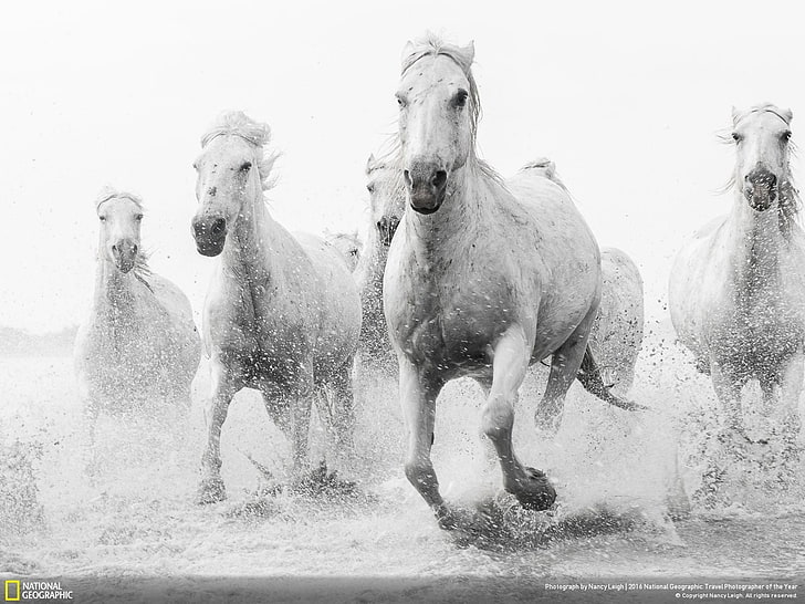 animaux, National Geographic, cheval, Fond d'écran HD