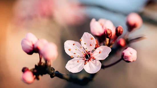 mekar, bunga, pink, musim semi, sakura, close up, sakura, fotografi makro, Wallpaper HD HD wallpaper