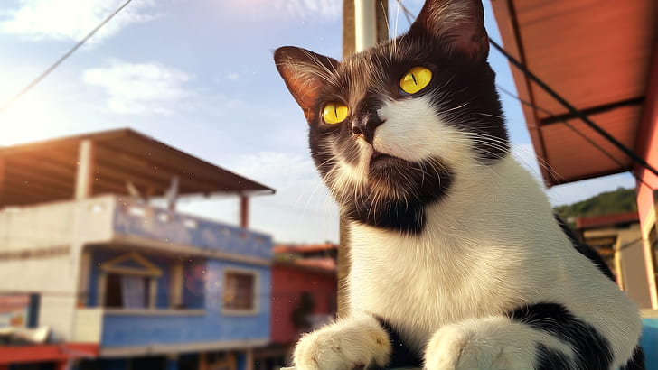 kucing, Ekuador, binatang, mata kuning, Wallpaper HD