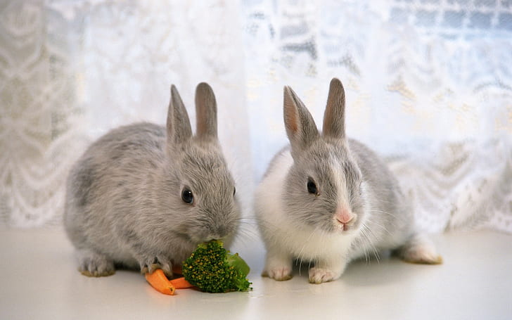 two bunnies eating Rabbit Bunny Grey carrot adorable cute photography easter HD, animals, photography, cute, grey, rabbit, bunny, adorable, easter, carrot, HD wallpaper