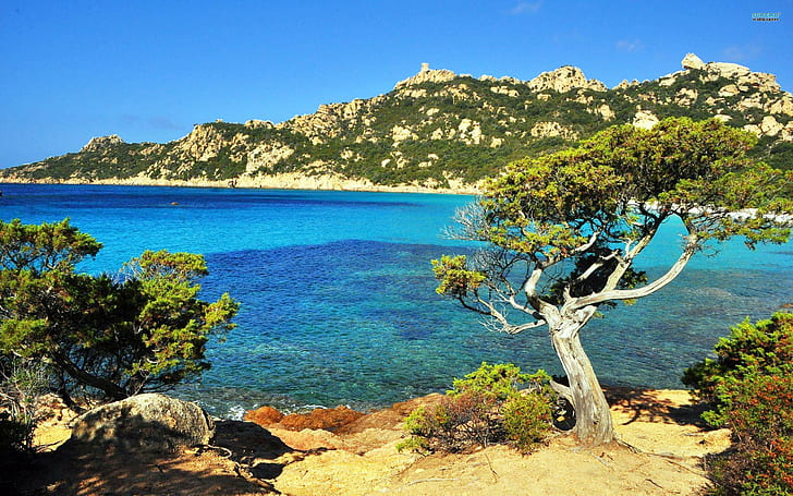 Take In The View, corsica, ocean, nature, tree, beautiful, nature and landscapes, HD wallpaper