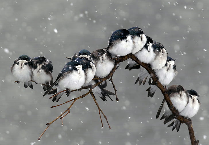 Uccelli sul ramo, natura, uccelli, ramo, neve, Sfondo HD