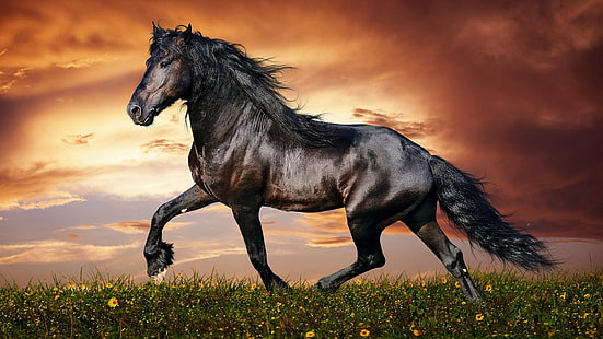 cheval noir, cheval, belle, animaux, Fond d'écran HD HD wallpaper