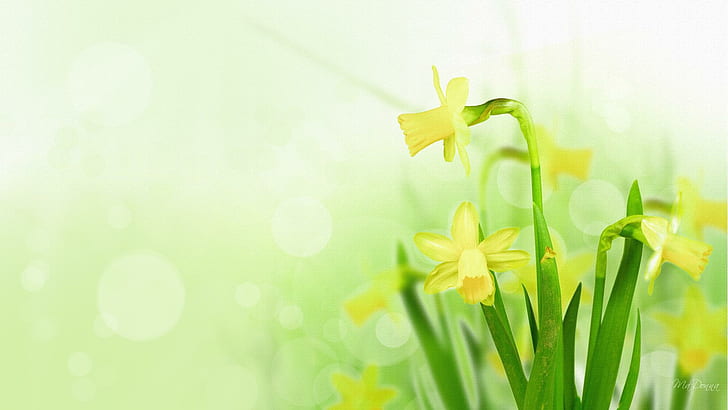 أزهار النرجس البري مشرق ، ربيع ، شخصية فايرفوكس ، أصفر ، أزهار النرجس البري ، أخضر ، زهور ، بوكي ، ثلاثي الأبعاد وملخص، خلفية HD