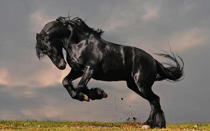 خلفيات HD الحيوانات وسيم الحصان الأسود والجمال الأسود، خلفية HD