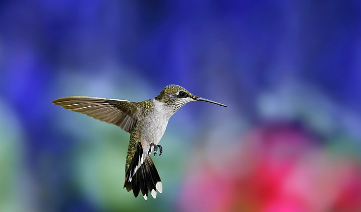 brown hummingbird, hummingbird, bird, flapping wings, background, blur, HD wallpaper