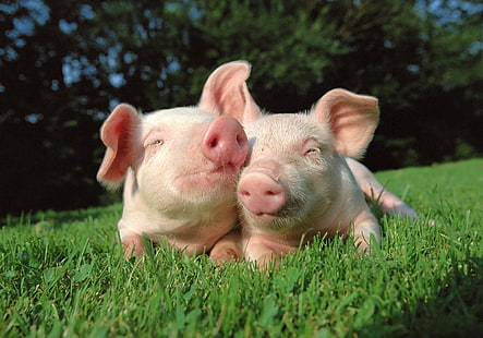 two pink piglets, grass, nature, pig, friends, HD wallpaper HD wallpaper
