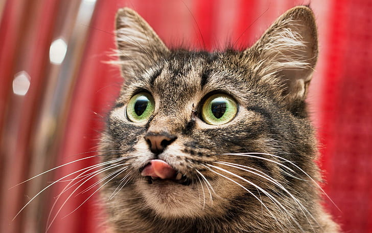 แมวดูน่ากินแมว tabby สีเทาตลกหน้าตาน่ากินตาโตตาสีเขียวแมวตลก, วอลล์เปเปอร์ HD