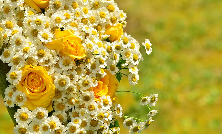 rosas amarillas, manzanilla, ramo, bokeh, flores, Fondo de pantalla HD