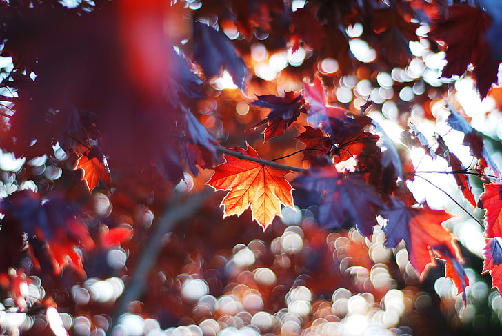 érable, feuille de feuille d'érable rouge et violet, automne, feuilles, soleil, arbres, coloré, lumière du soleil, plantes, bokeh, Fond d'écran HD