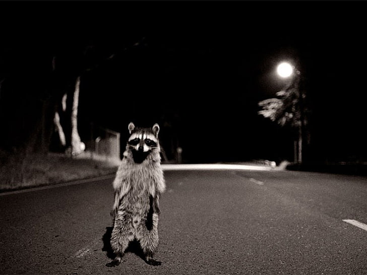 gray raccoon on concrete road, raccoons, night, road, HD wallpaper