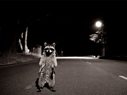 gray raccoon on concrete road, raccoons, night, road, HD wallpaper HD wallpaper