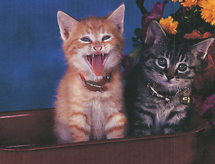 Dois gatinhos em um vagão vermelho, dois gatinhos malhados, vagão, flores, gatinhos, animais, HD papel de parede