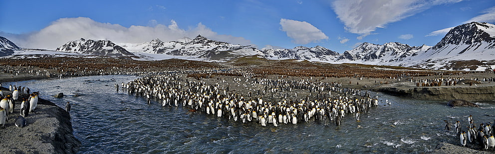 стадо пингвини, природа, животни, диви животни, птици, пингвини, HD тапет HD wallpaper