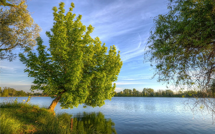 alberi verdi vicino al corpo idrico pittura, natura, paesaggio, lago, alberi, Sfondo HD