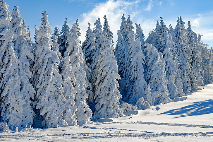 snowy, cold, firs, season, winter, advent, wintry, snow, HD wallpaper
