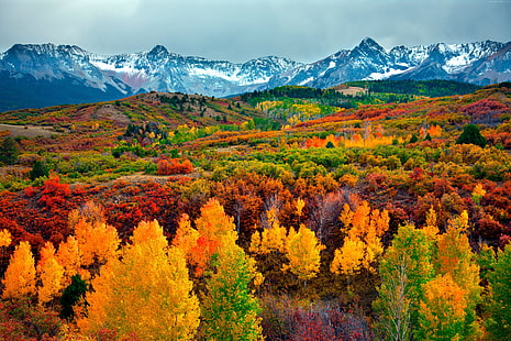 осень, лес, гора, 5к, HD обои HD wallpaper