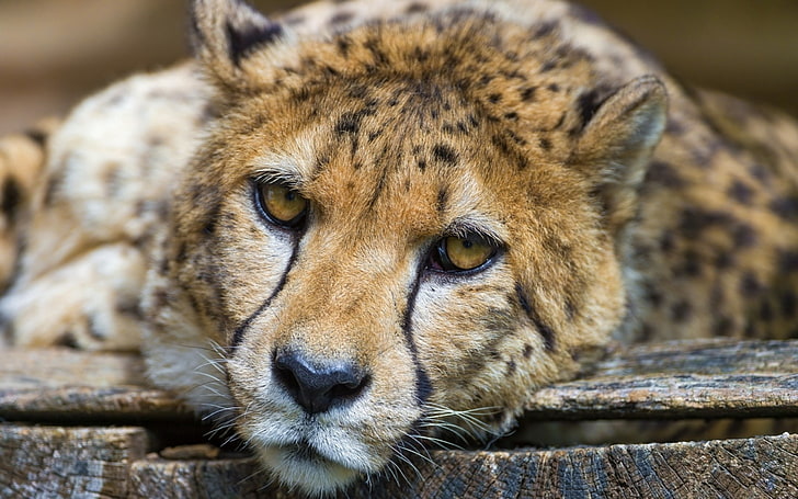 leopardo marrón y negro adulto, guepardo, mirada, tristeza, Fondo de pantalla HD