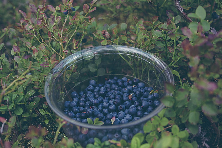 blueberry, blueberry, berries, plate, collection, HD wallpaper