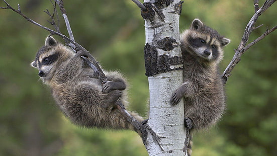 Raccoons on a tree, 2 grey black raccoon, animals, 1920x1080, raccoon, HD wallpaper HD wallpaper