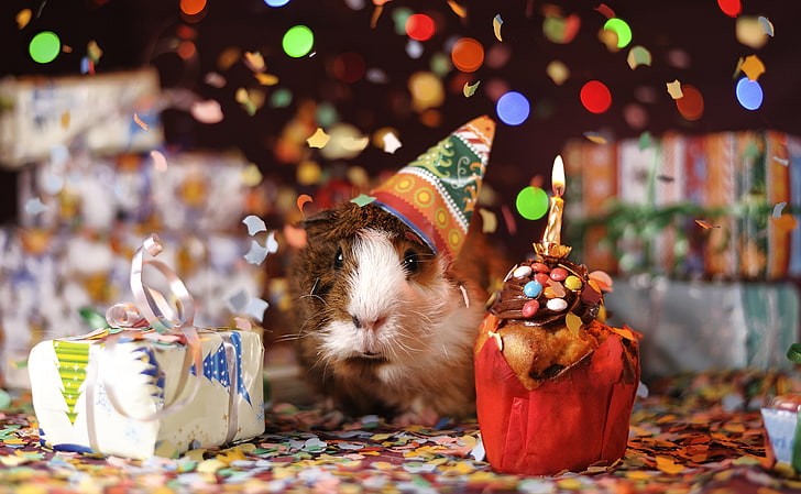 guinea pig, new year party, awkward, Animal, HD wallpaper