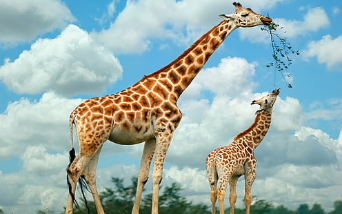 Тапет за жираф и бебето й Hd 3840 × 2400, HD тапет HD wallpaper