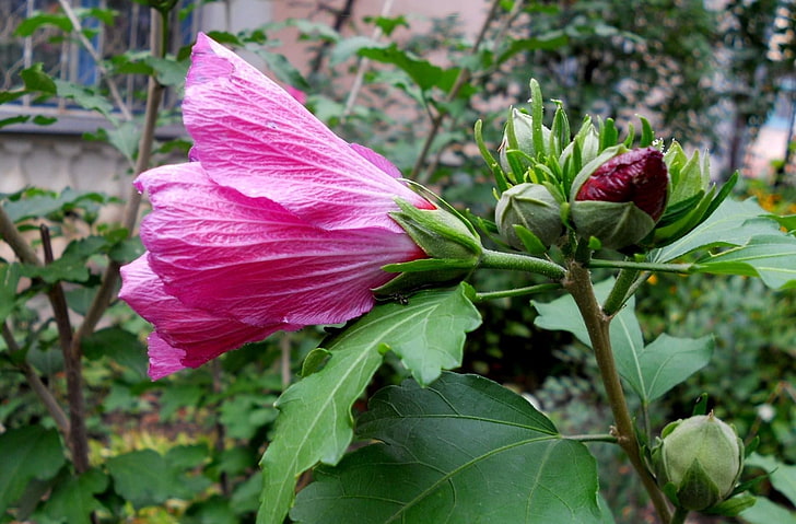 pink flower plant, mallow, flower, bud, close-up, garden, HD wallpaper