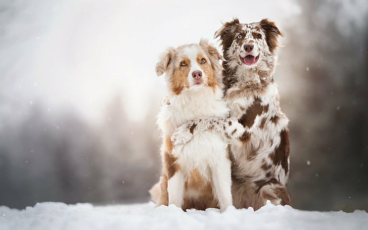 Dogs, Dog, Australian Shepherd, HD wallpaper