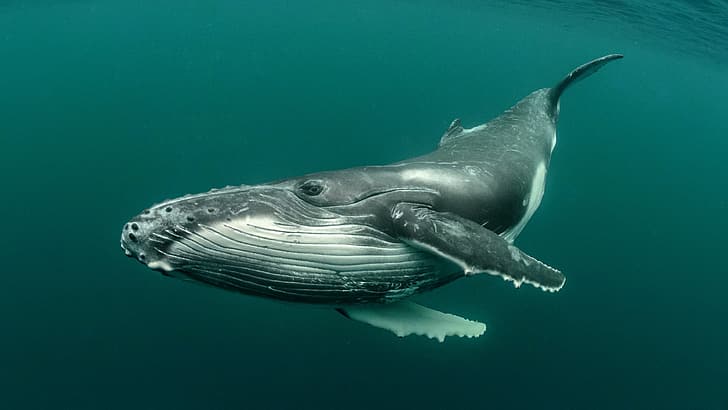 ballena, animales, ballena jorobada, bajo el agua, Fondo de pantalla HD