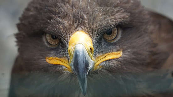águila real, pico, ave de rapiña, águila, pájaro, ojos, primer plano, Fondo de pantalla HD HD wallpaper