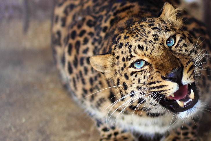 léopard, animaux, flou, yeux bleus, rugissement, félins, Fond d'écran HD