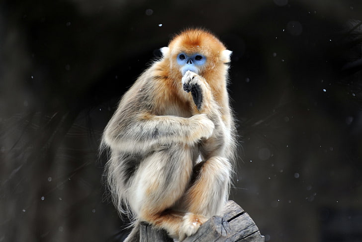 golden snub nosed monkey, HD wallpaper