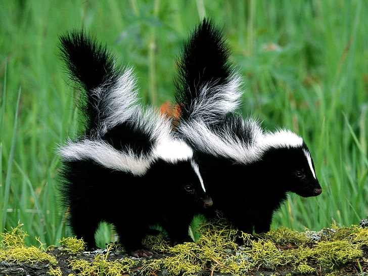 two black-and-white skunks, skunks, couple, grass, walk, HD wallpaper