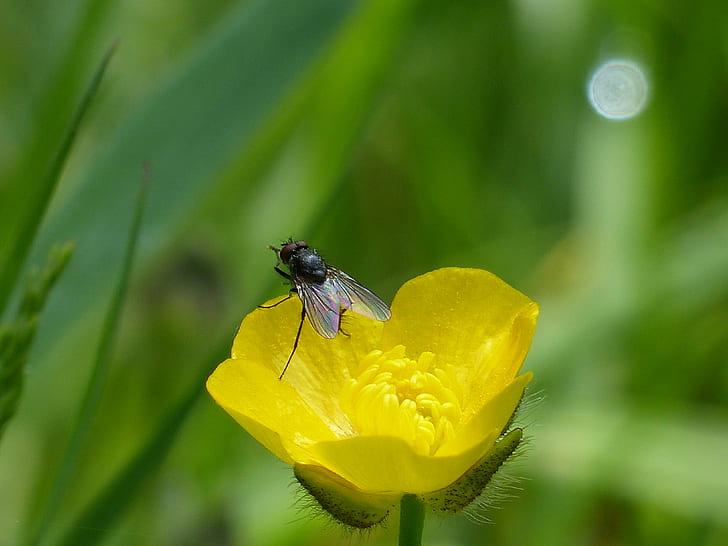 Fly on yellow petaled flower, buttercup, buttercup, Fly, Buttercup, yellow, flower, RSPB, Coombes Valley, STAFFORDSHIRE, insect, nature, close-up, macro, animal, HD wallpaper