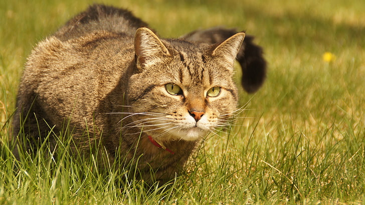 แมว tabby สีน้ำตาลแมวสีเขียว, วอลล์เปเปอร์ HD