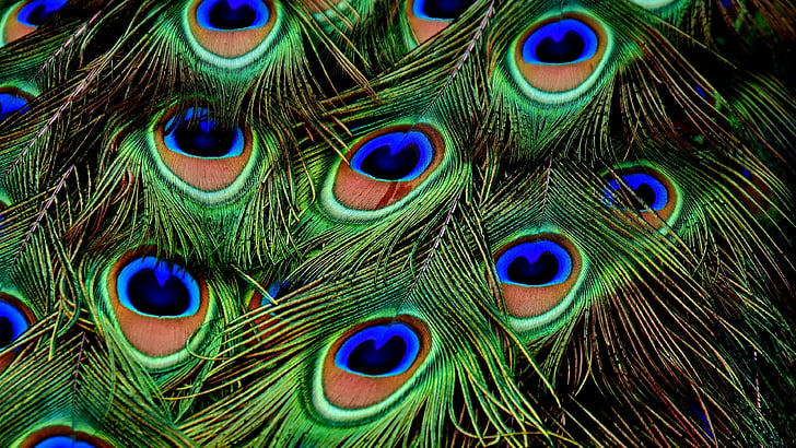 peacock, feather, 4k, HD wallpaper