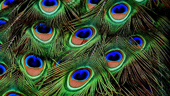 peacock, feather, 4k, HD wallpaper HD wallpaper