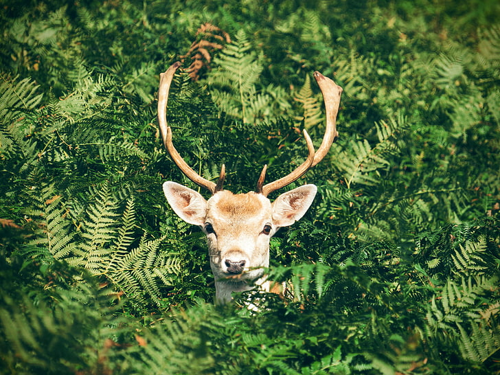 brown deer, deer, foliage, horns, muzzle, HD wallpaper